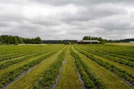 Adverse weather hampers agri production