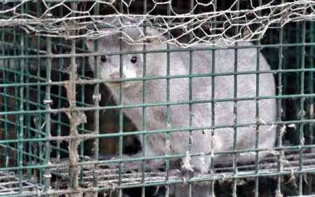 Parliament rejects bill on fur farming ban