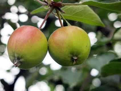 Drought makes Apple size smaller