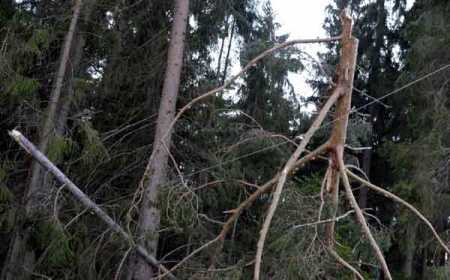 Govt estimates damages of EUR 8-20 million forests in Sunday’s Oskari