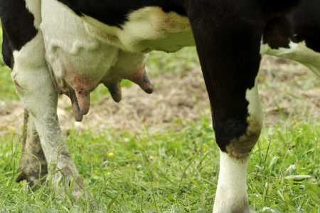 Finland's high cost dairy production faces challenges