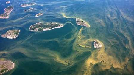 Decade’s biggest blue-green algae spread in Finnish coast