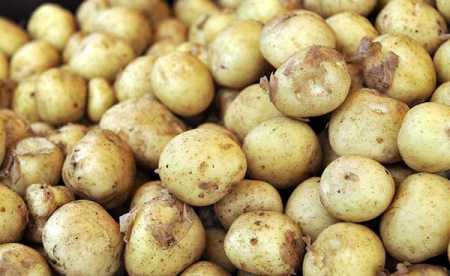 Early potato harvesting likely by midsummer