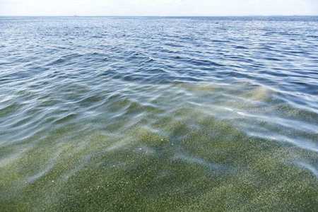 Sea may see more blue-green algae