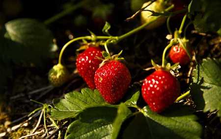 Strawberry harvest begins after 2 weeks