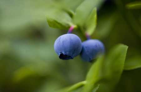 Bumper production of Blueberry expected this year