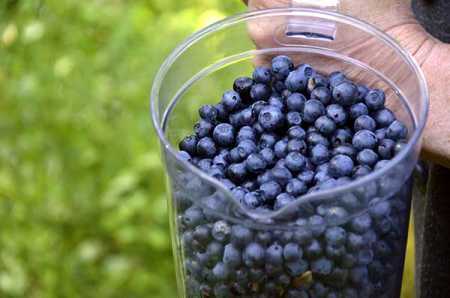 Chilly weather delays ripening of berries