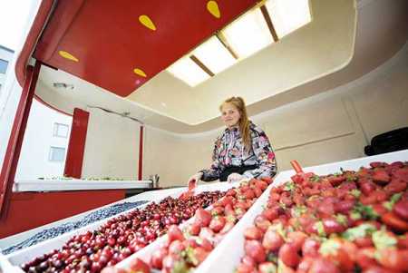 Chilly weather delays ripening of berries