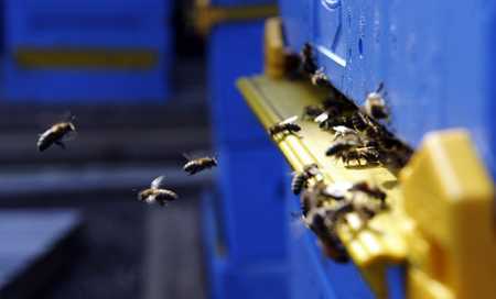Adverse weather affects bee population
