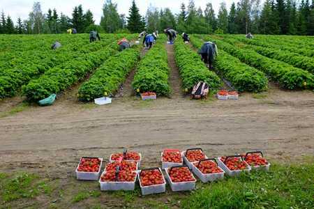 Strawberry harvest begins