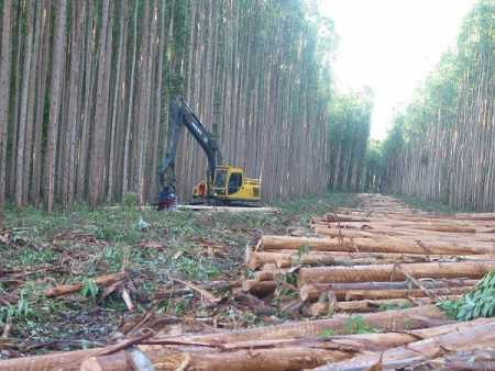 Euro devaluation boosts forestry industry profit