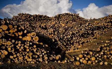 Euro devaluation boosts forestry industry profit