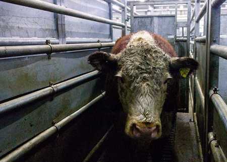 Evira finds flaws with 4 suspect abattoirs