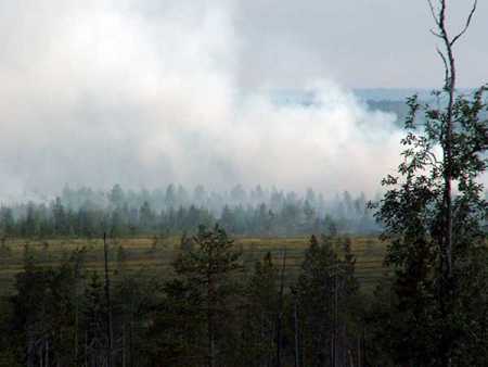 Hectares of forest land gutted in wildfires
