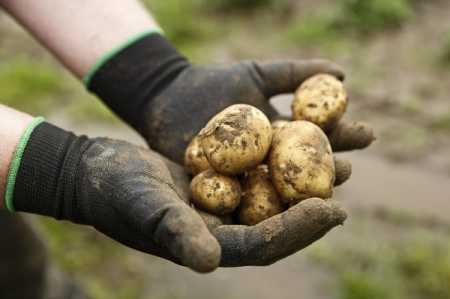Warm weather helps potatoes grow faster