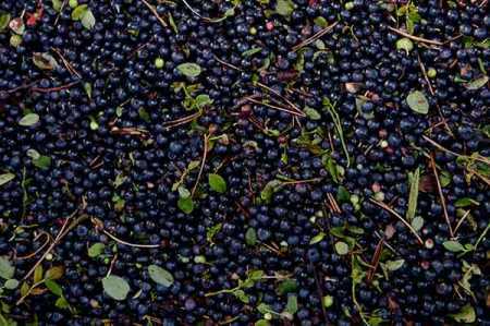 Bumper blue berry harvest expected