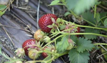 Poor strawberry harvest feared