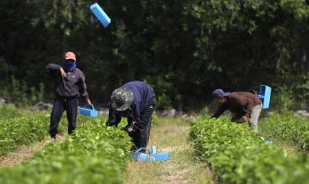 14000 foreign berry pickers to come this year