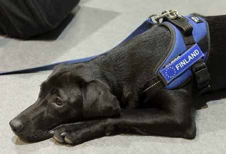 Search dog to be deployed at Helsinki Airport