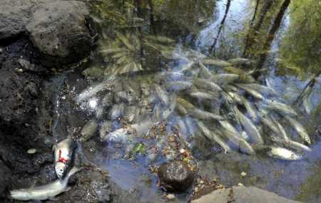 Paint factory may  face environmental degradation  charges
