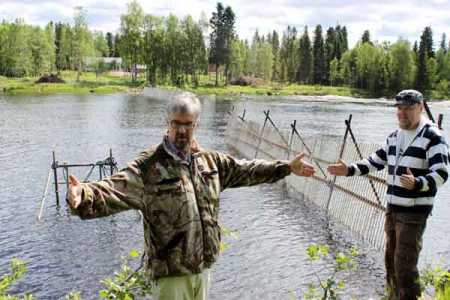 The Researchers of the Institute are taking measurement of the Salmon fish in the Rivers Simo on June 12, 2013. Photo - Lehtikuva.
