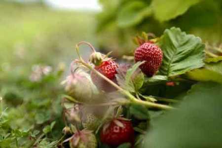 Adverse weather hampers agri production