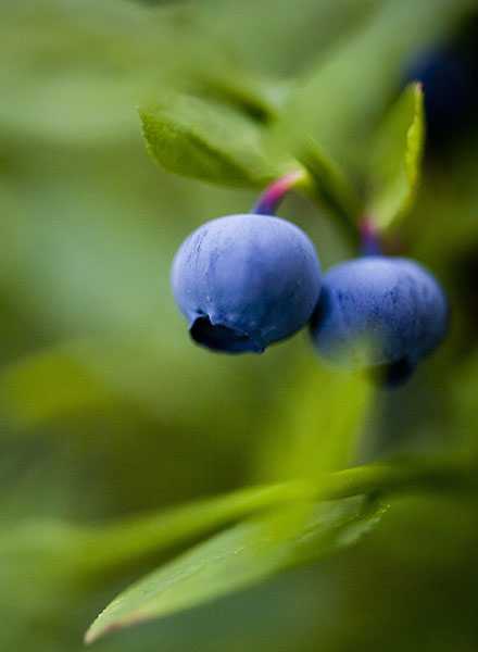 Blueberry forest. Photo – Lehtikuva.