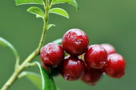 Lingonberry. Photo Lehtikuva.