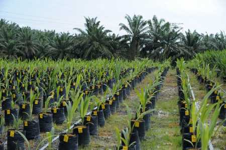IOI Group palm oil plantations in Malaysia. File Photo Lehtikuva.