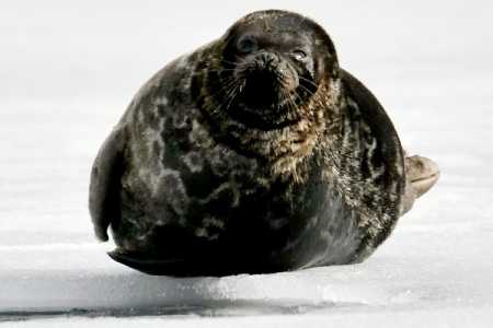 safeguarding saimaa ringed seal receives iucn award