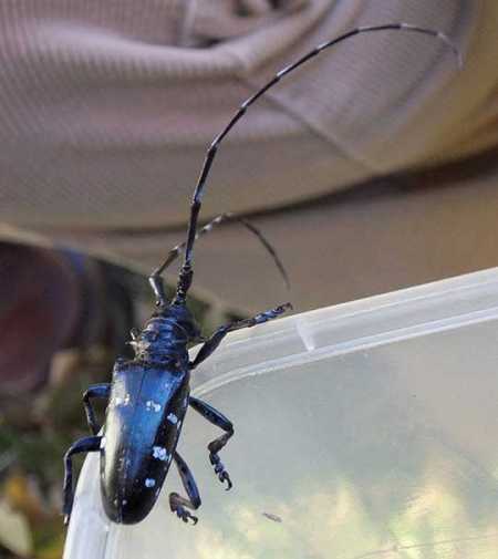 The Finnish food safety authority, Evira, has found for the first time live larvae of the Asian long-horned beetle in wooden boxes, which are used as packaging for transporting Chinese stoneware. Photo – Lehtikuva.