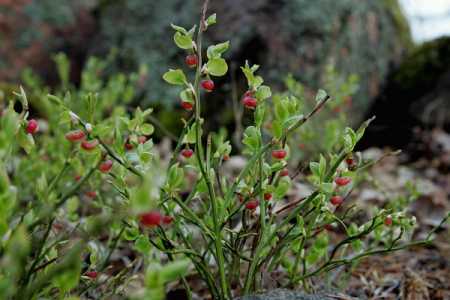 Blooming blueberry. File Photo Lehtikuva.