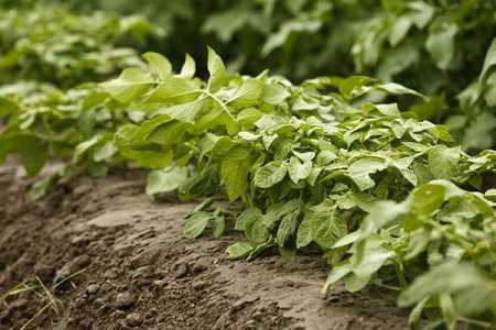 Chilly, rainy weather hamper summer crops