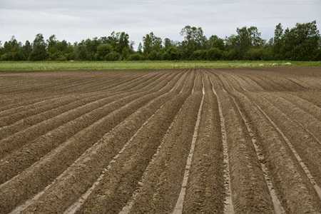 Chilly, rainy weather hamper summer crops