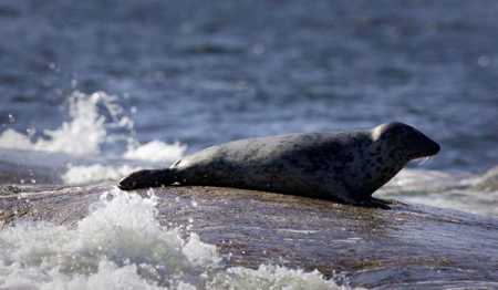 Grey seal. File Photo – Lehtikuva.