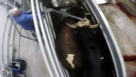 Video footage of slaughterhouse operations. File Photo – Lehtikuva.
