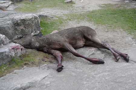 Dead deer on Temple Square at the center of Helsinki early Thursday morning, May 26, 2016. Photo – Lehtikuva.
